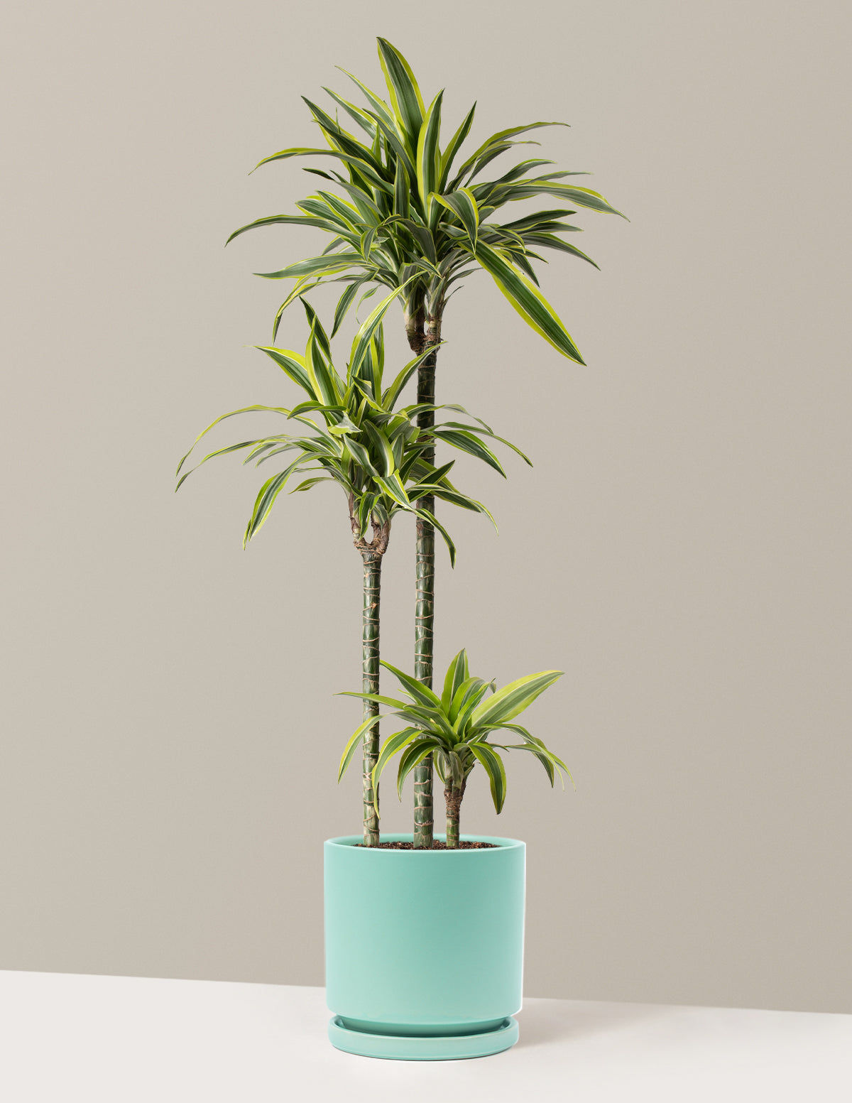 Large Dracaena Lemon Lime