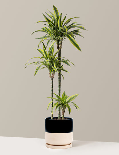 Large Dracaena Lemon Lime