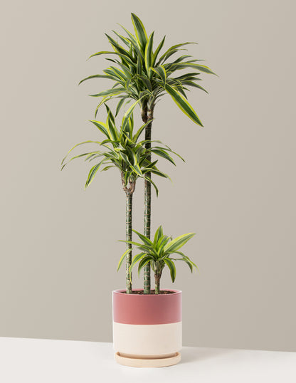 Large Dracaena Lemon Lime