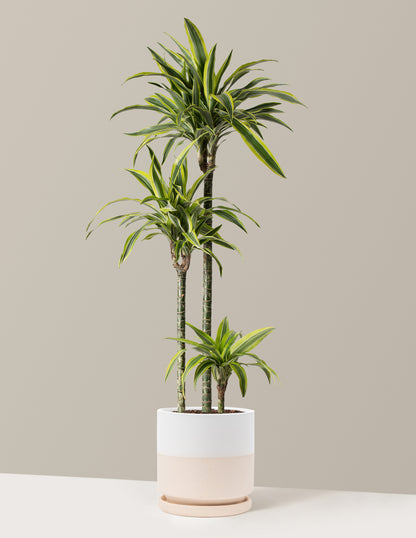 Large Dracaena Lemon Lime