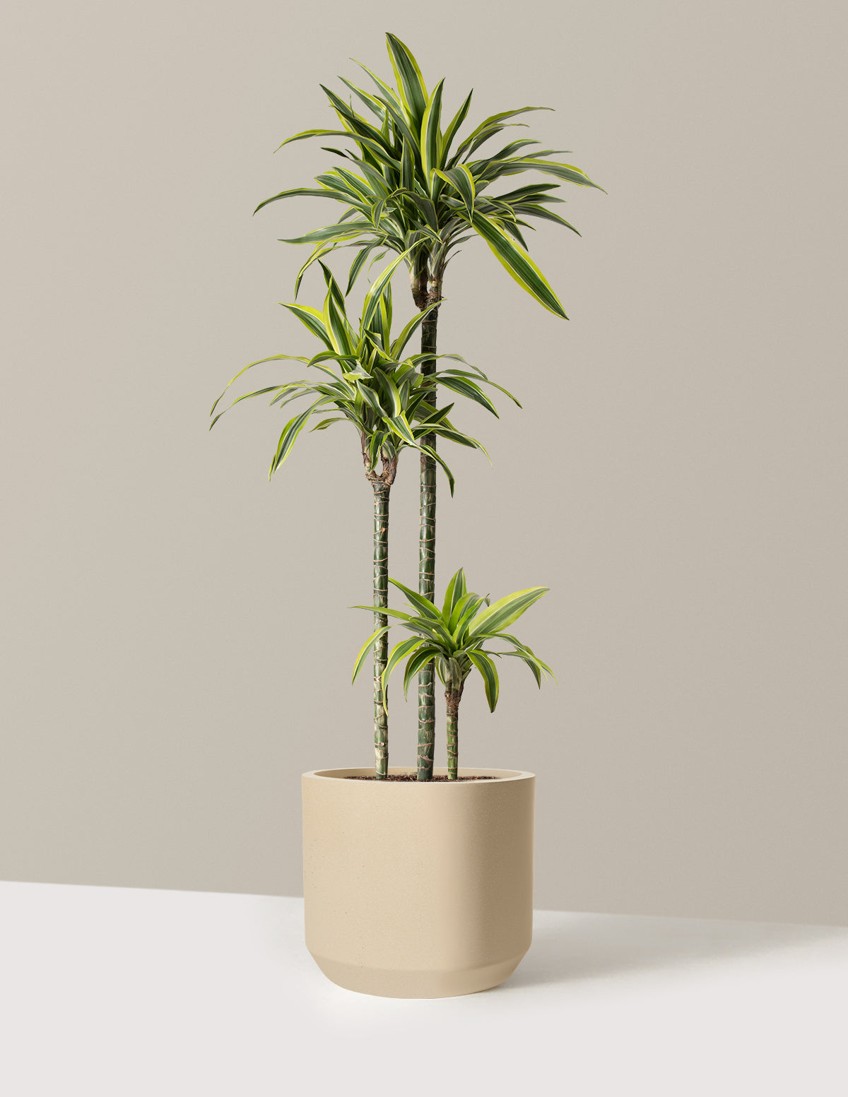 Large Dracaena Lemon Lime