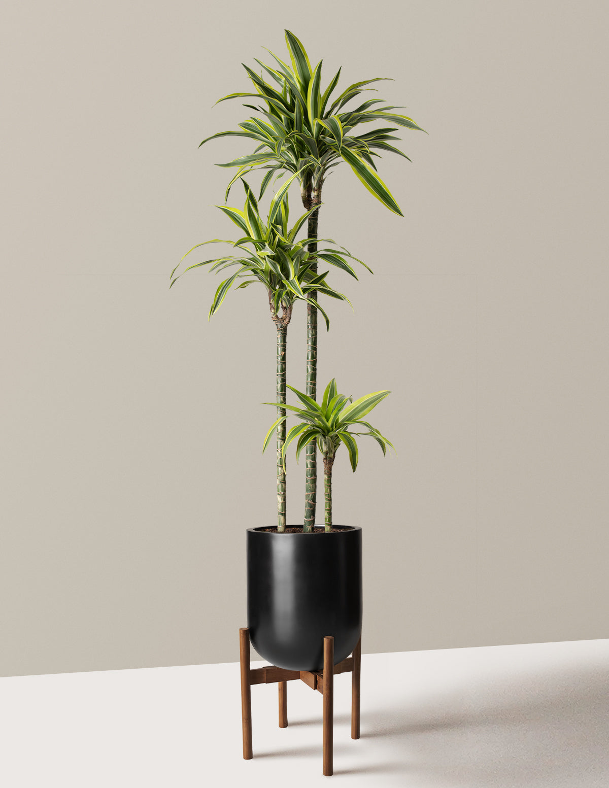 Large Dracaena Lemon Lime