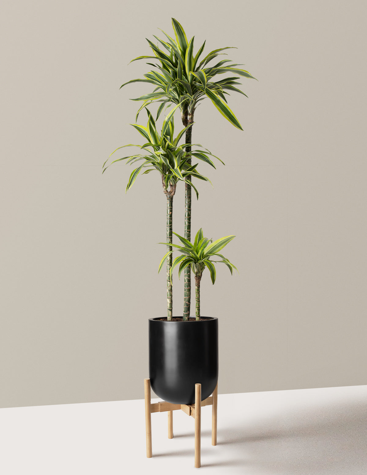 Large Dracaena Lemon Lime