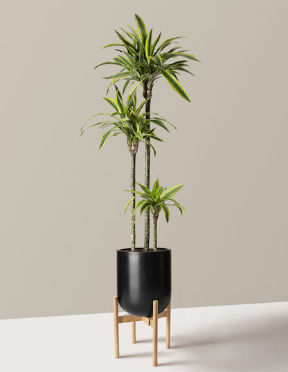 Large Dracaena Lemon Lime