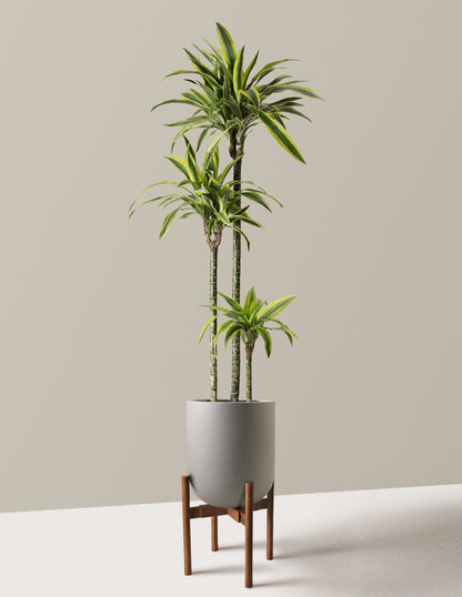 Large Dracaena Lemon Lime
