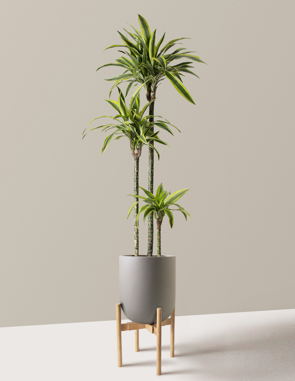 Large Dracaena Lemon Lime