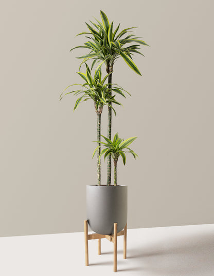 Large Dracaena Lemon Lime