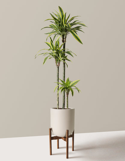 Large Dracaena Lemon Lime