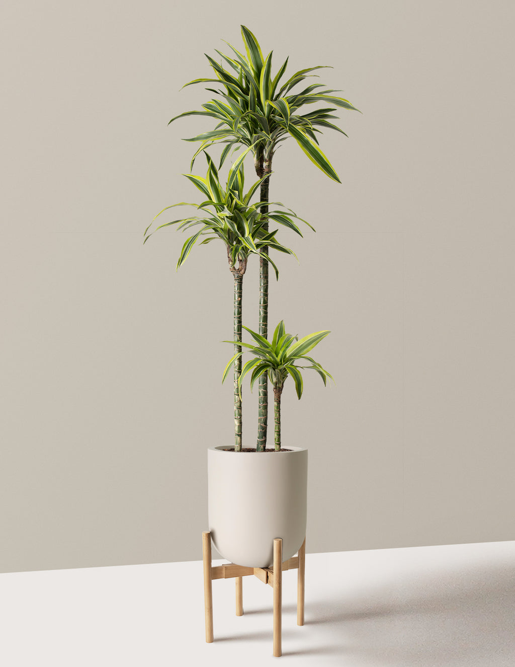 Large Dracaena Lemon Lime