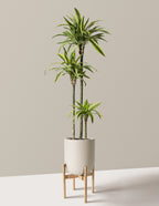 Large Dracaena Lemon Lime