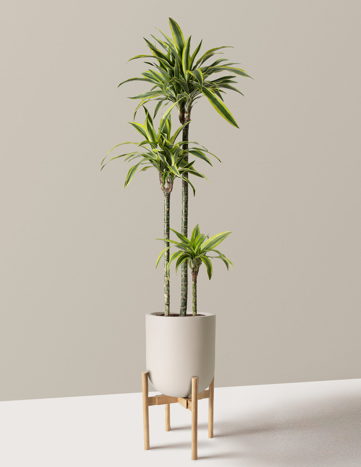 Large Dracaena Lemon Lime