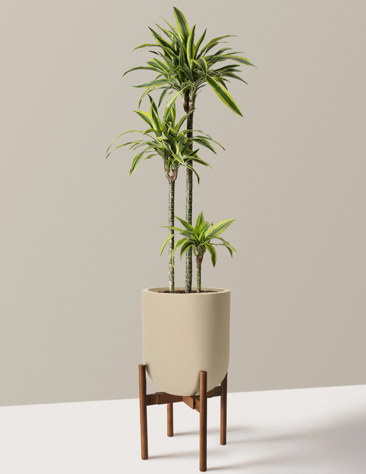 dracaena lemon lime tall Large Dracaena Lemon Lime Houseplant with Planter - Large (30"-40" tall) Sand Planter