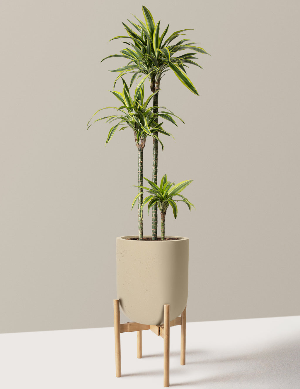 Large Dracaena Lemon Lime