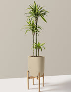 Large Dracaena Lemon Lime