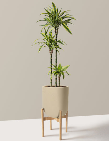 Large Dracaena Lemon Lime