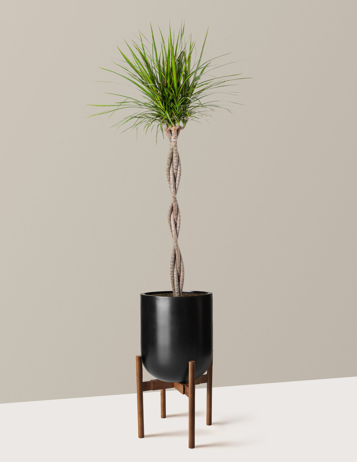 Dracaena Marginata Braided