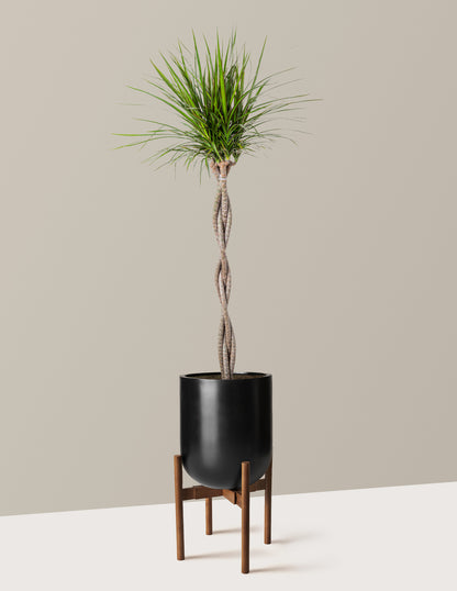 Dracaena Marginata Braided