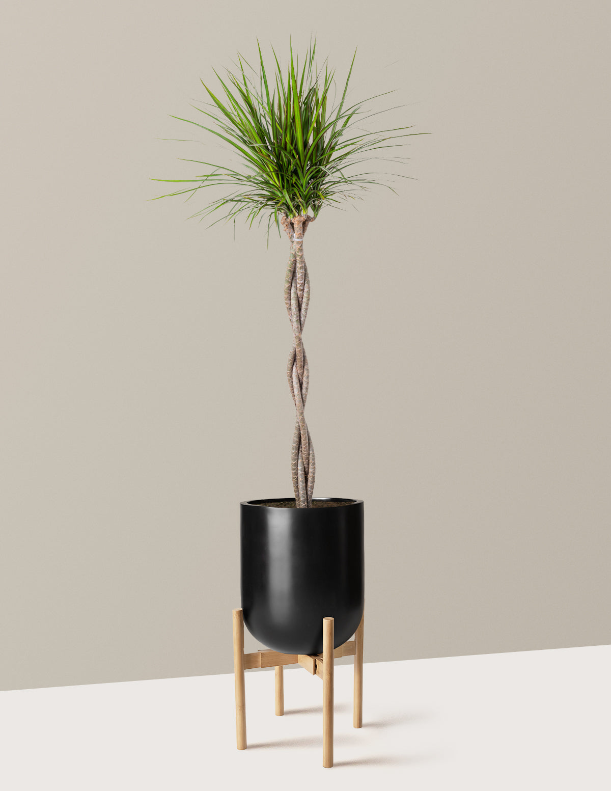 Dracaena Marginata Braided