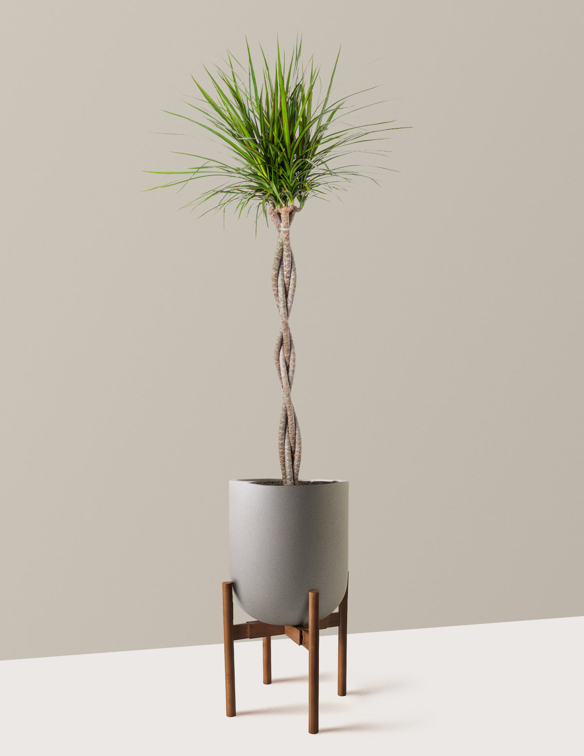 Dracaena Marginata Braided