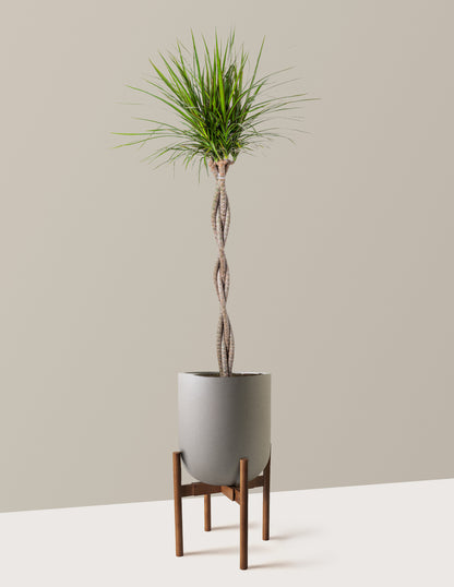 Dracaena Marginata Braided