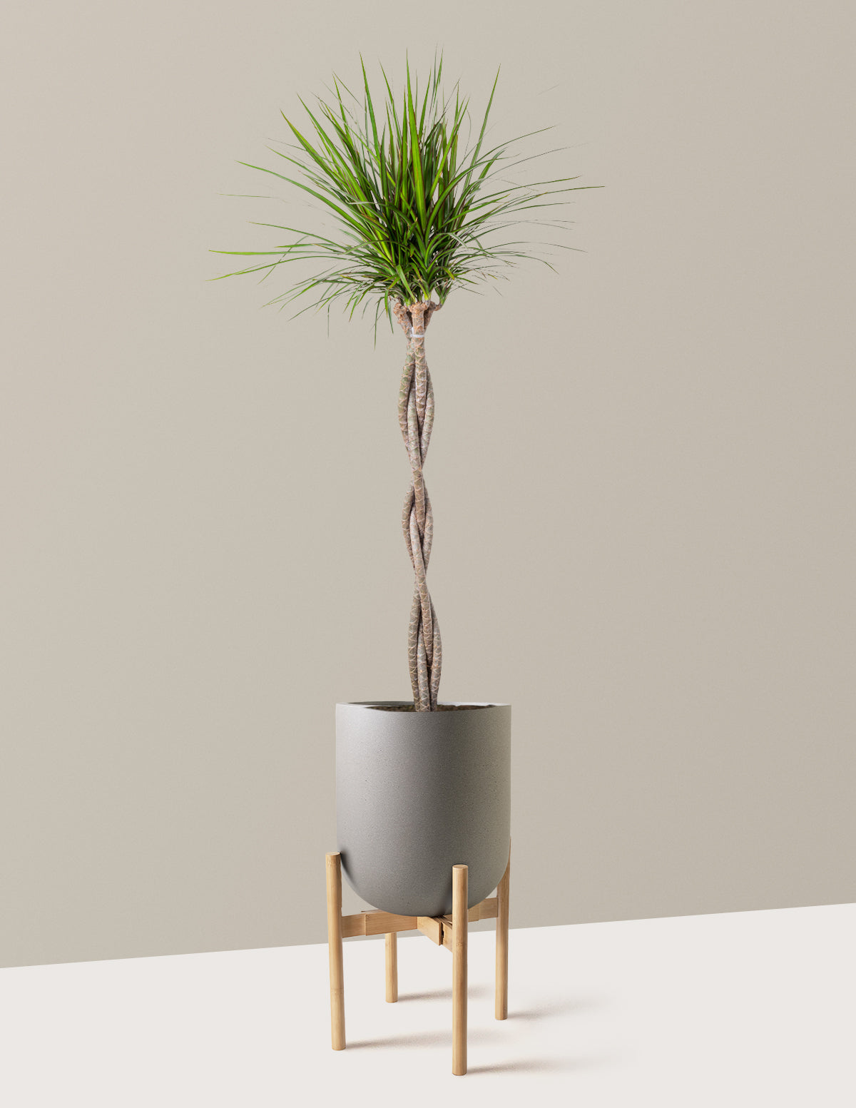 Dracaena Marginata Braided