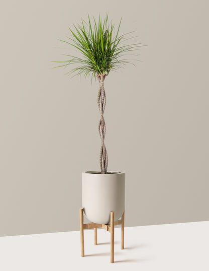 Dracaena Marginata Braided