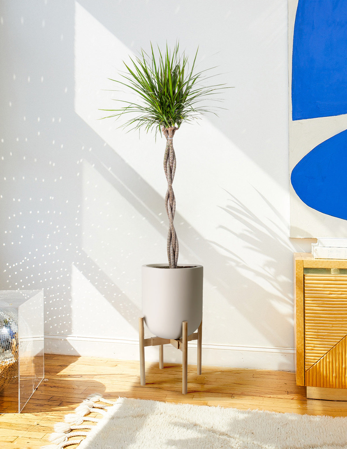 dracaena marginata zulu weave Dracaena Marginata Braided | Large Houseplants for Delivery