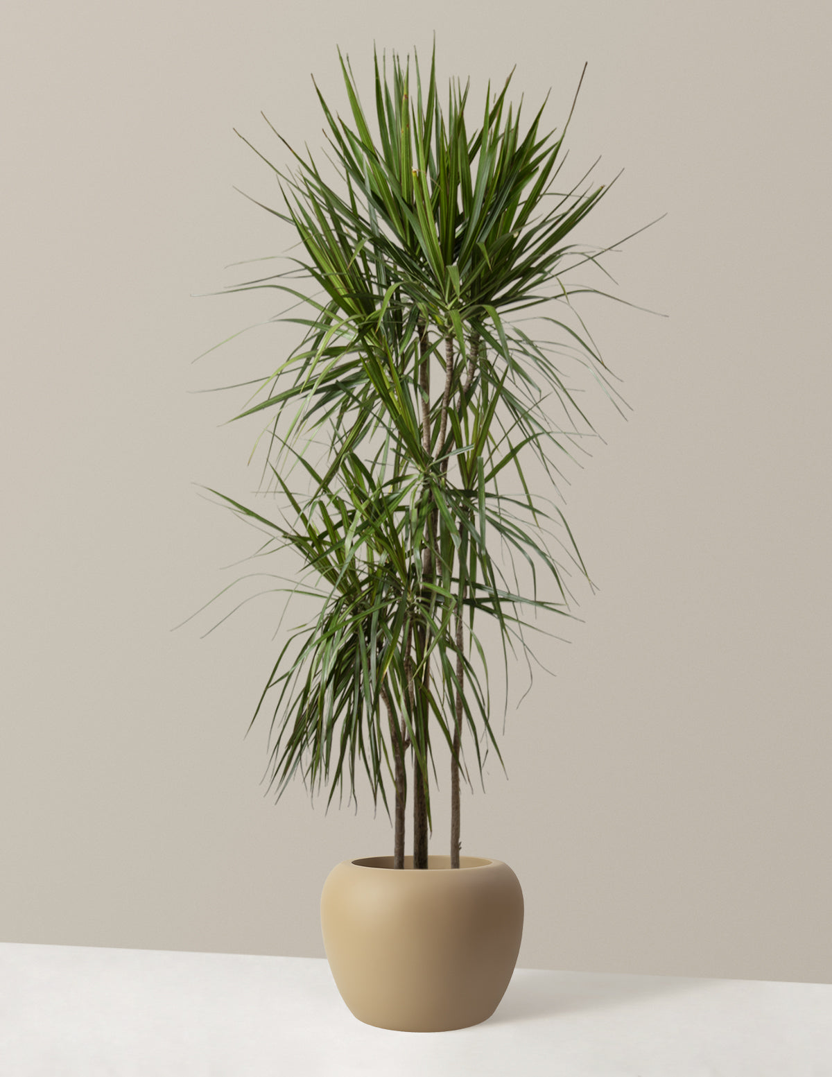 large planters for indoor plants Large Helena Planter