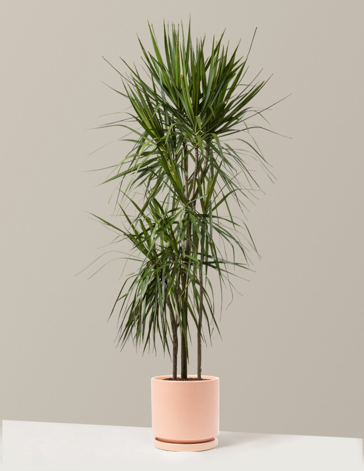 dracaena arborescens Dracaena Marginata Tree Houseplant with Planter - Large (2' to 3' tall) Blush Planter
