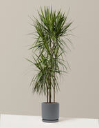 bundle | Large | Isabella | Granite