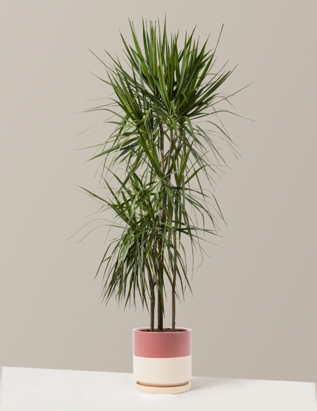 Large Dracaena Marginata Cane | Large Houseplants for Delivery