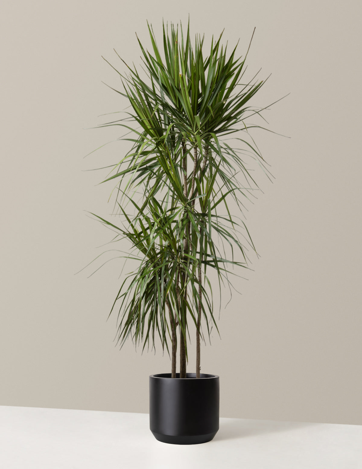 dracaena marginata amazon Dracaena Marginata Tree Houseplant with Planter - Large (2' to 3' tall) Cream Planter