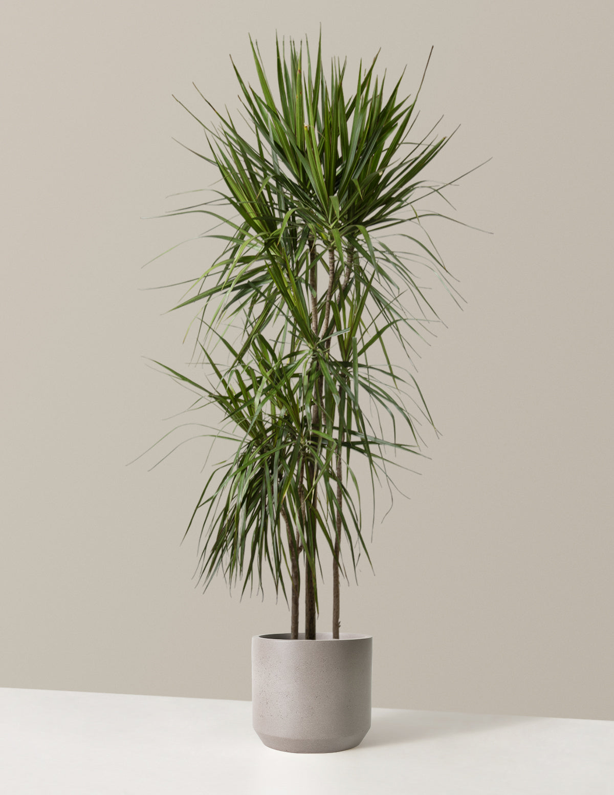 dracaena marginata stem Dracaena Marginata Tree Houseplant with Planter - Large (2' to 3' tall) Cream Planter
