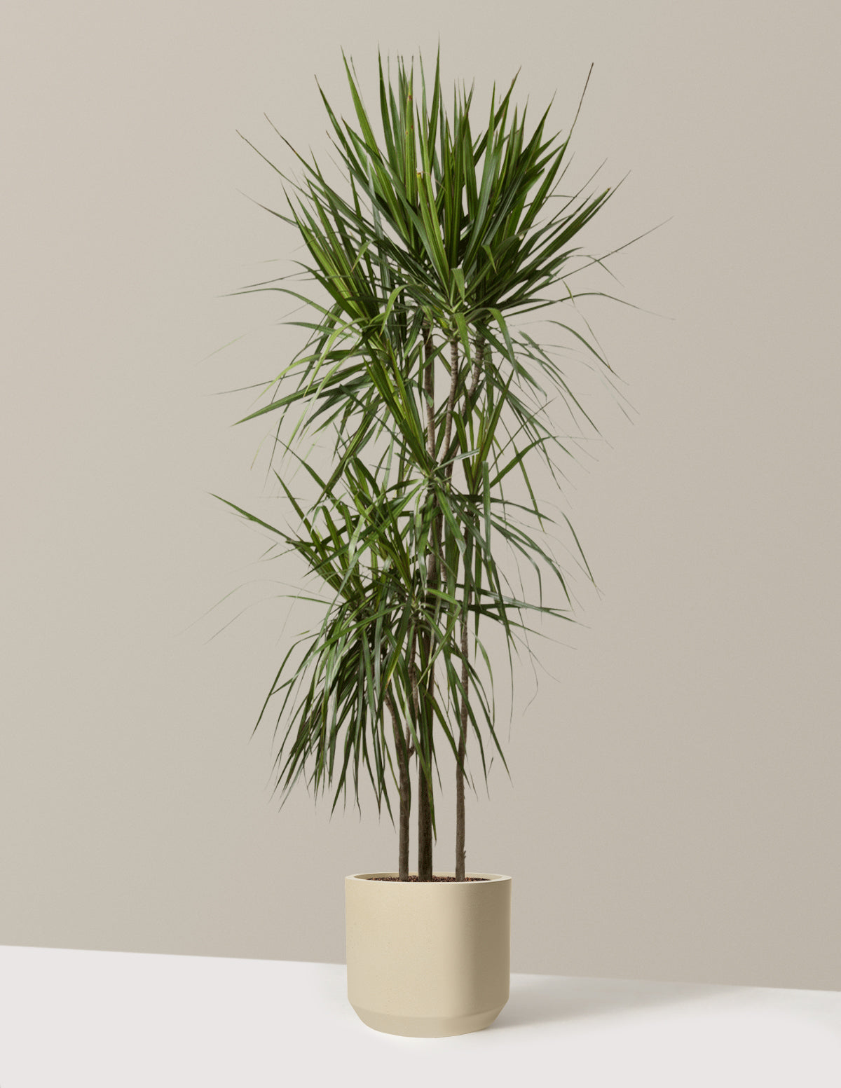 Dracaena Marginata Tree