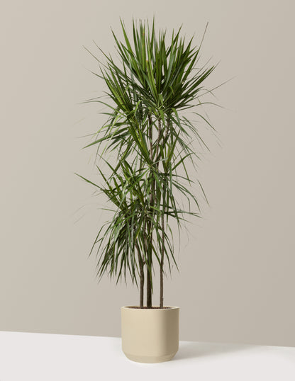 Dracaena Marginata Tree