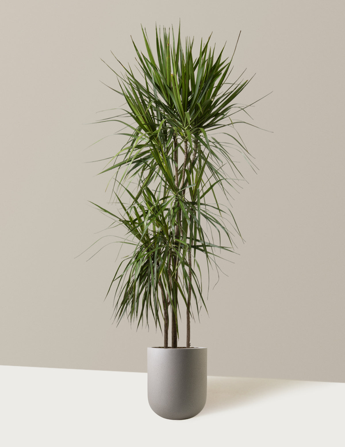 potted dracaena plant Dracaena Marginata Tree Houseplant with Planter - Large (2' to 3' tall) Cream Planter