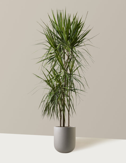 Dracaena Marginata Tree