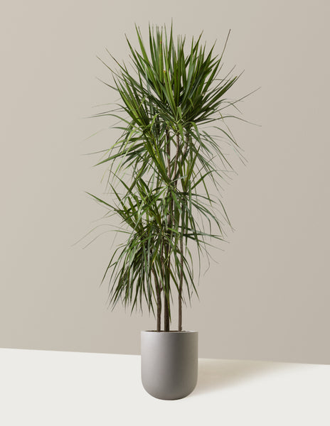 Dracaena Marginata Tree Houseplant with Planter - Large (2' to 3' tall) Sea Glass Planter