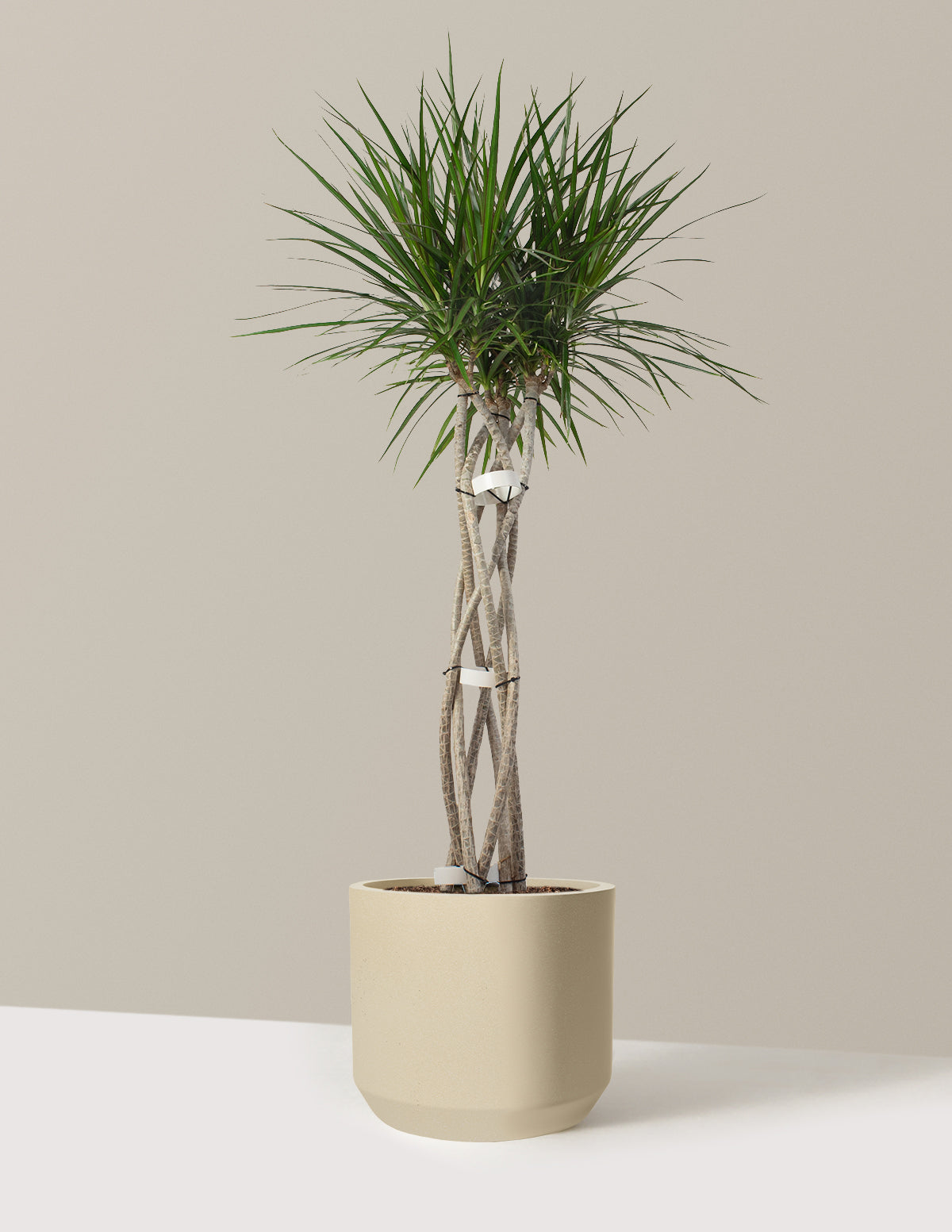 Dracaena Marginata Open Weave