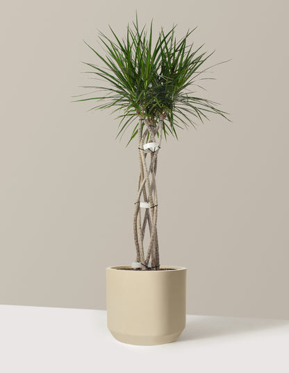 Dracaena Marginata Open Weave