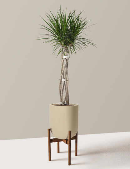 Dracaena Marginata Open Weave