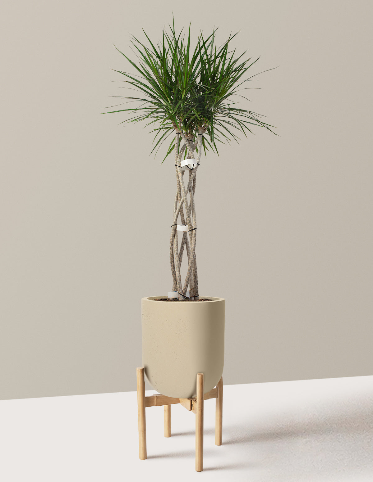 Dracaena Marginata Open Weave