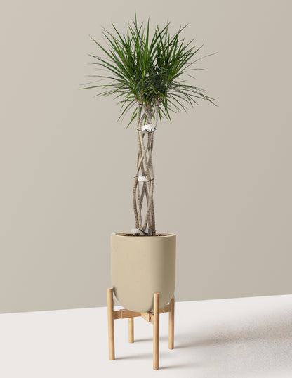 Dracaena Marginata Open Weave