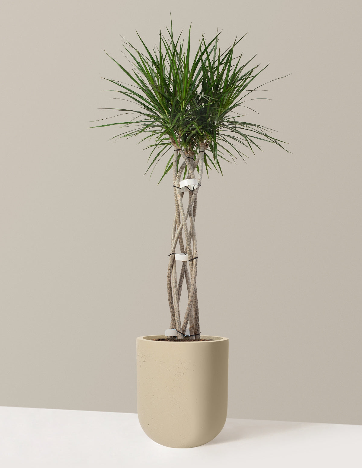 Dracaena Marginata Open Weave
