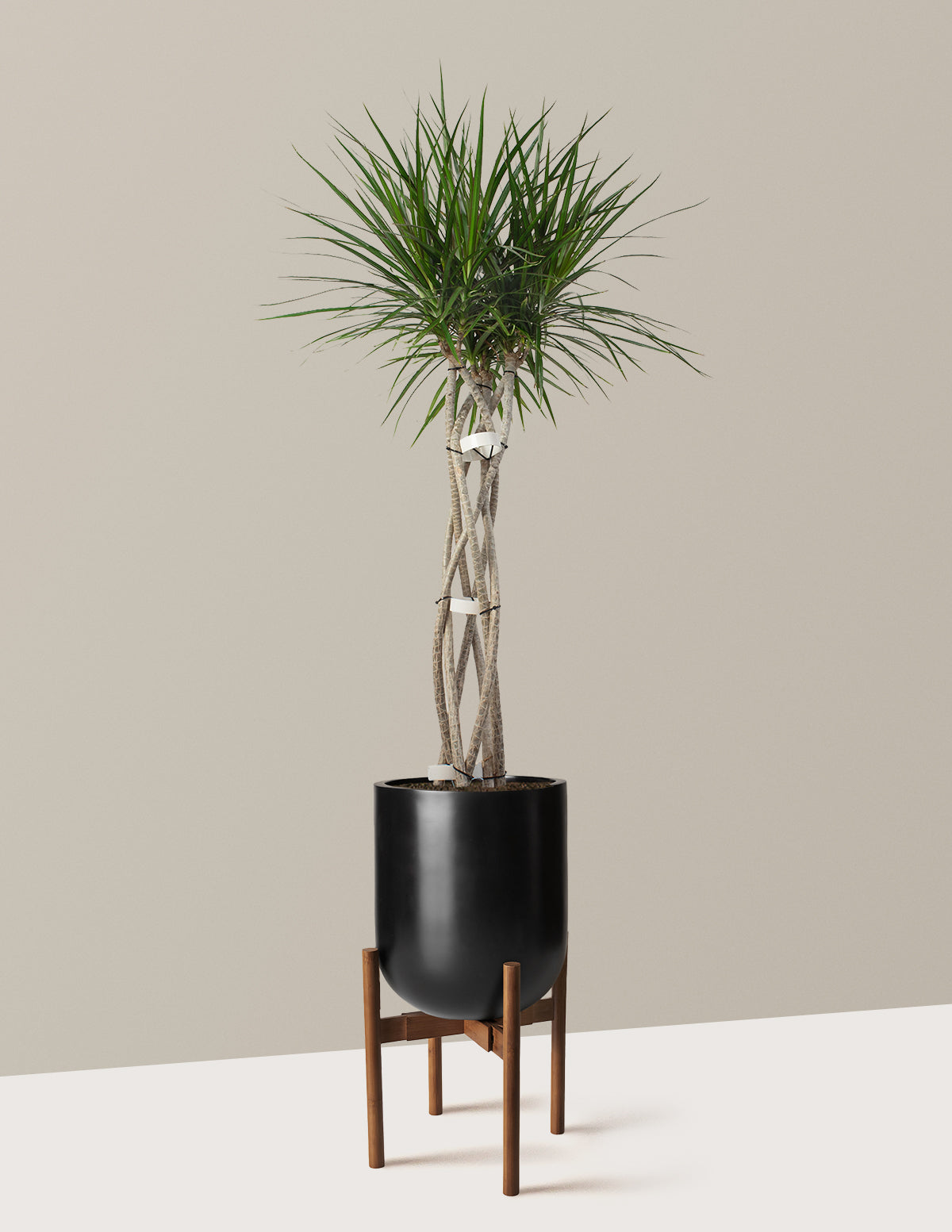 Large Dracaena Marginata Open Weave