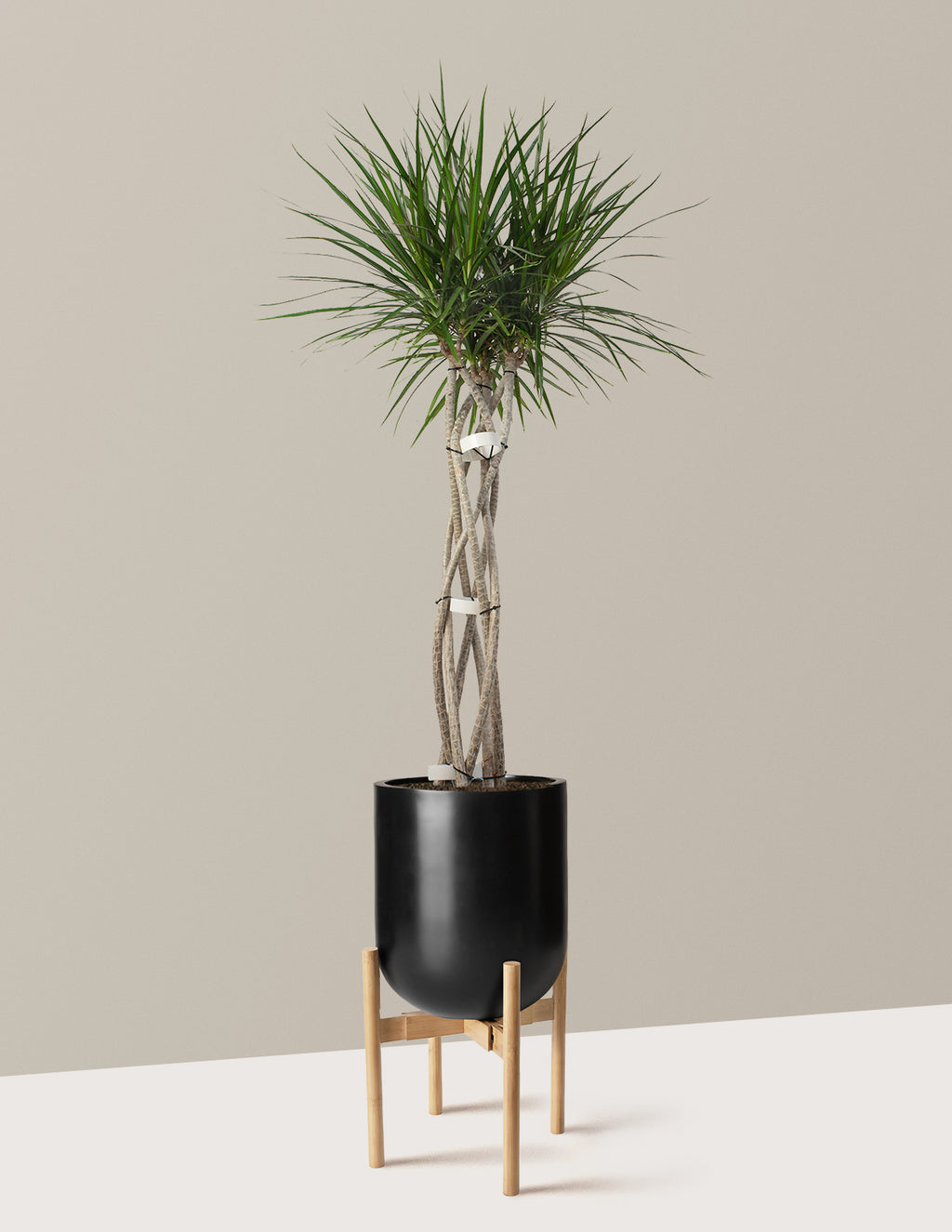 Dracaena Marginata Open Weave