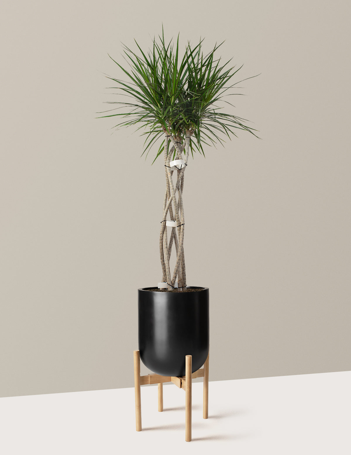 Large Dracaena Marginata Open Weave