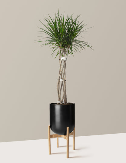 Large Dracaena Marginata Open Weave