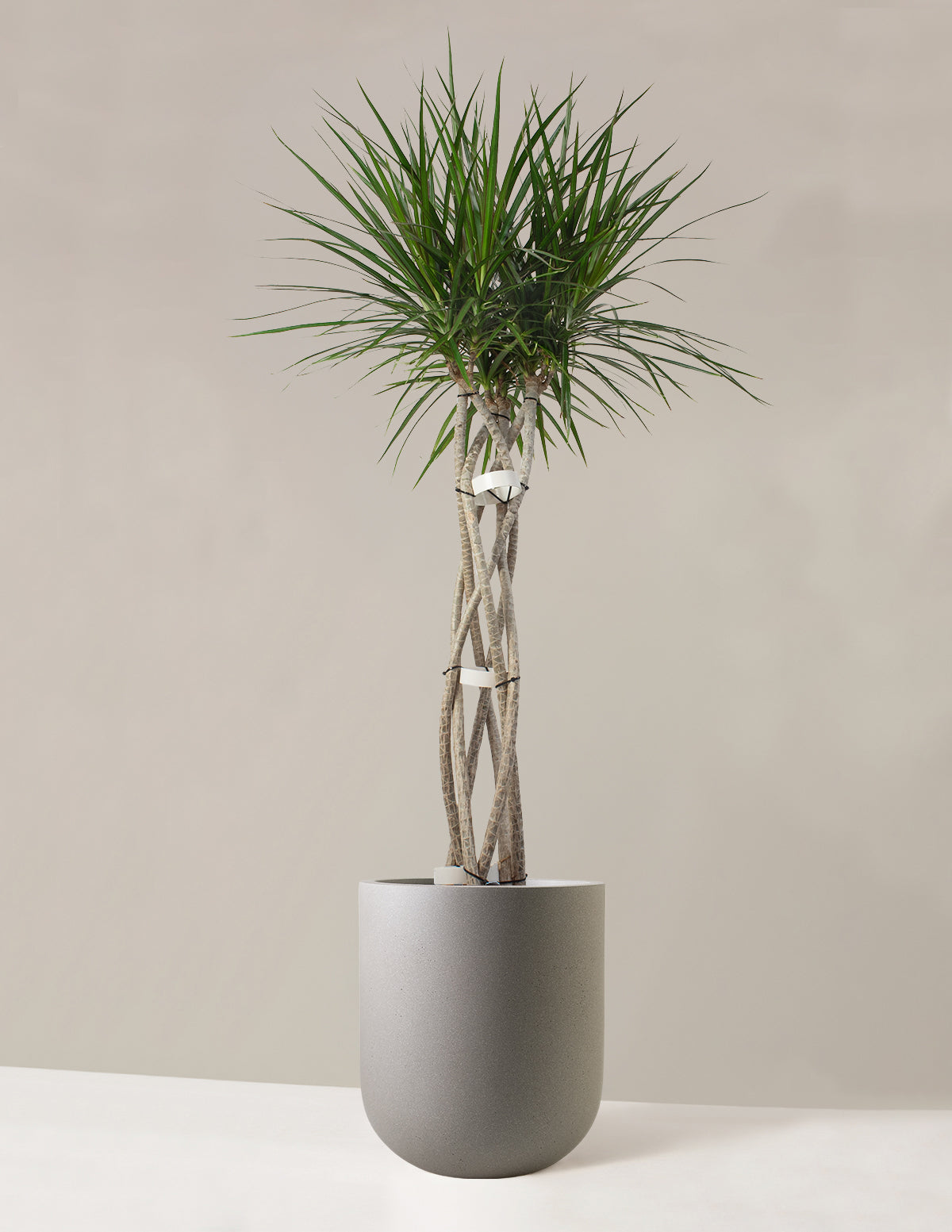 Large Dracaena Marginata Open Weave