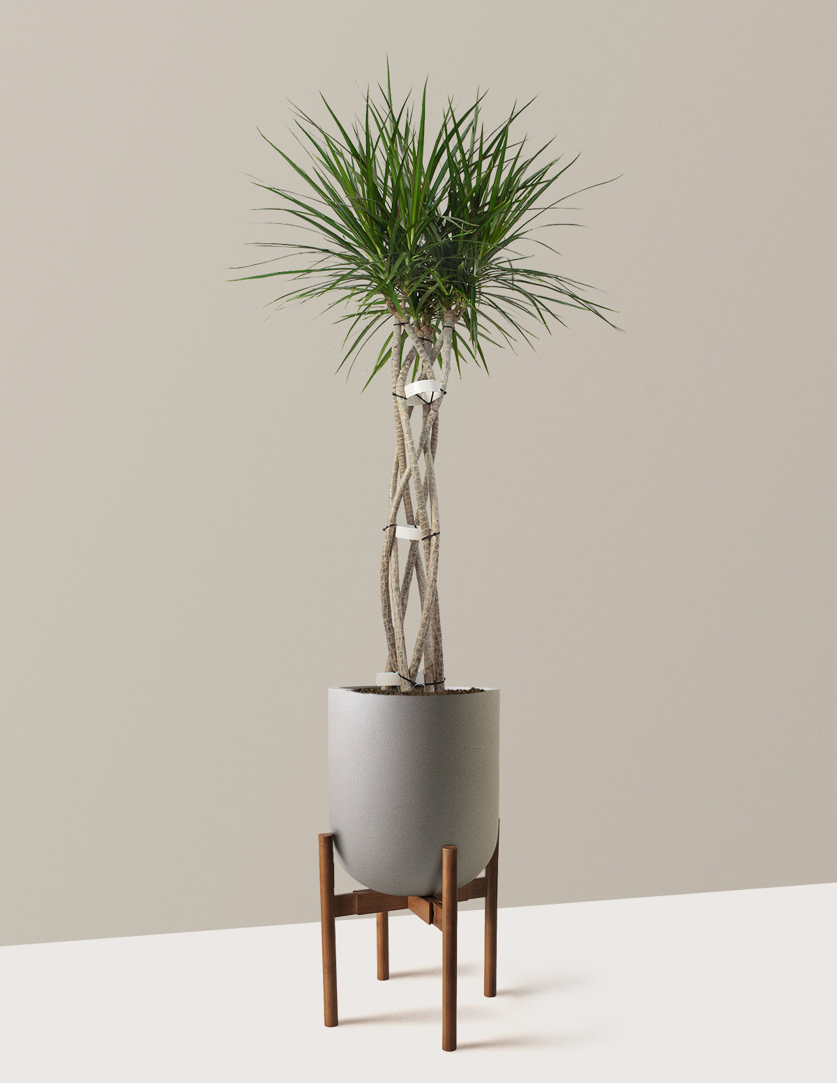 Large Dracaena Marginata Open Weave